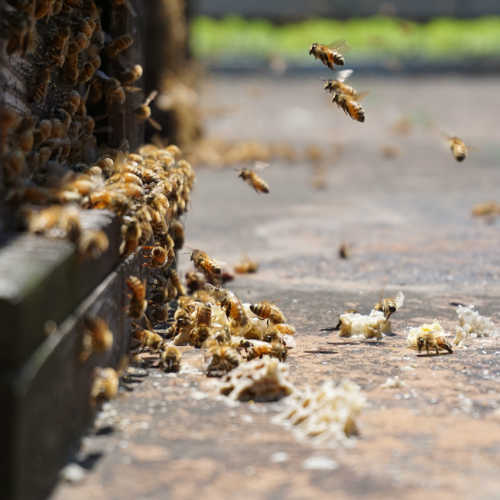 働くミツバチたち