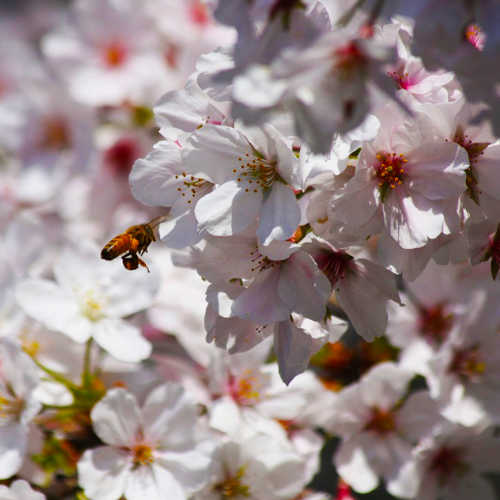 ミツバチ桜受粉