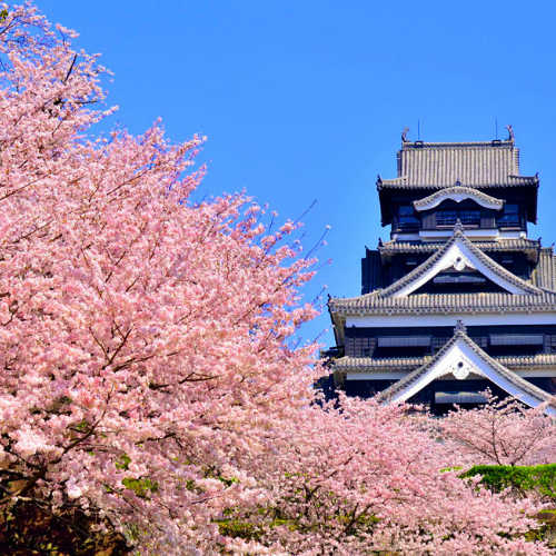 熊本城と桜