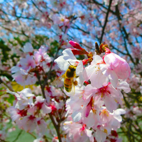 桜とミツバチ